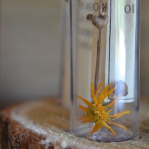 MESSAGE IN THE BOTTLE