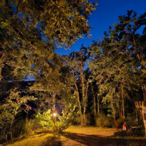 NOTTE NEL BOSCO